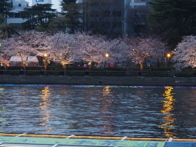 夜桜3.jpg
