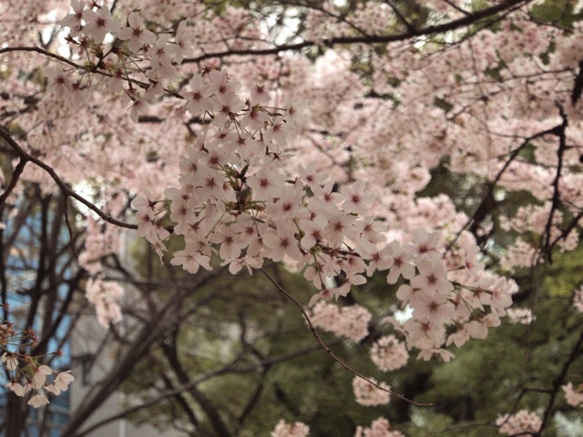 大川 桜3.jpg