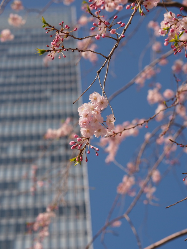 桜東京１.jpg