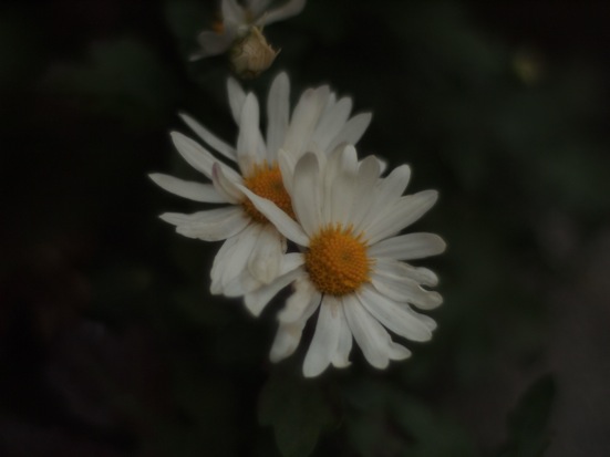 白い菊.jpg