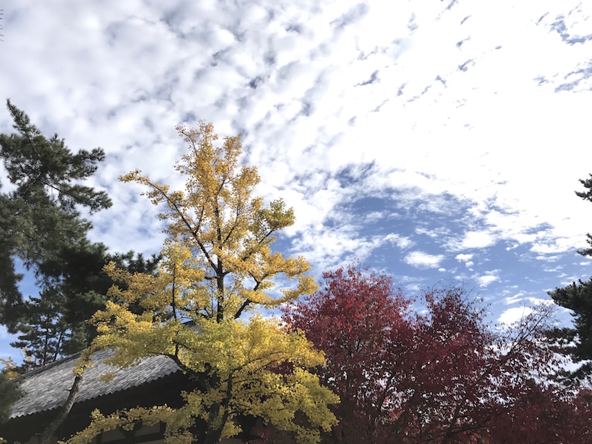 Herbstliche drei Farben.jpg