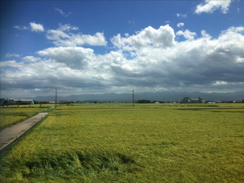 Reisfelder.jpg