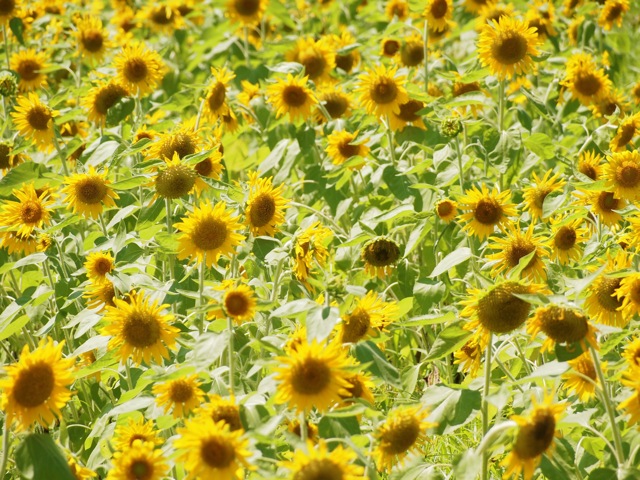Sonnenblumen1.jpg