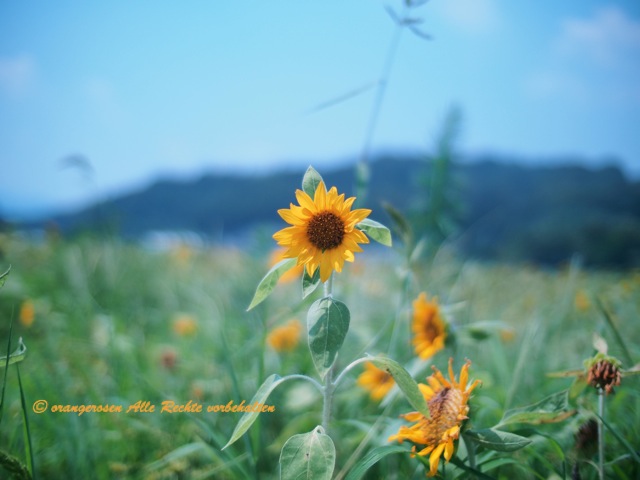 Sonnenblumen131.jpg