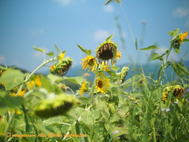Sonnenblumen133.jpg